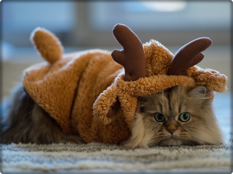 Fluffy Cat in Reindeer Costume — Brown