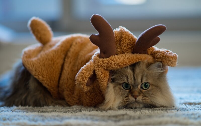 Fluffy Cat in Reindeer Costume