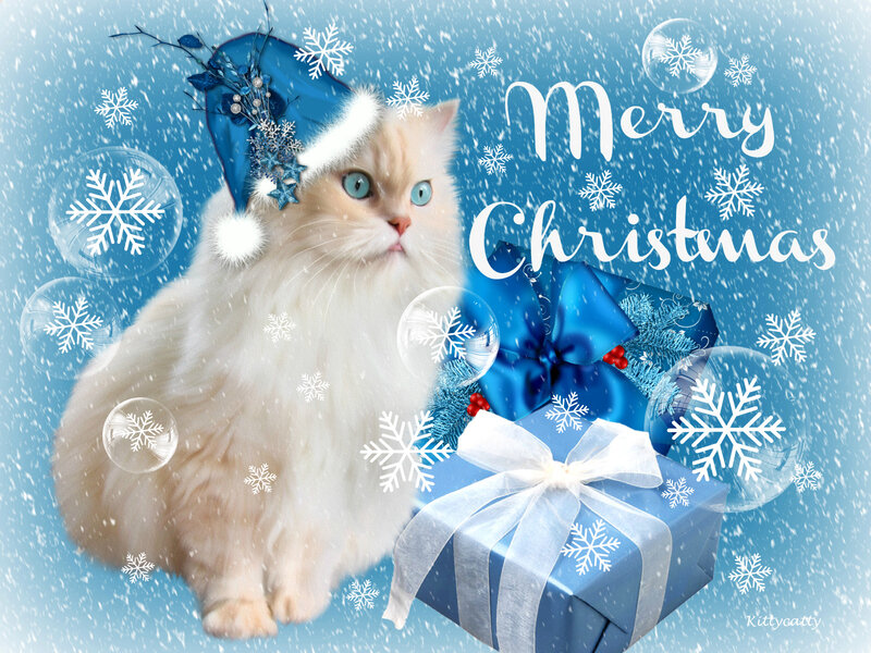 Fluffy Cat in Santa Hat — Blue
