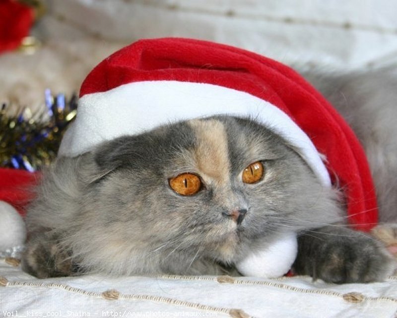 Fluffy Cat in Santa Hat — Gray