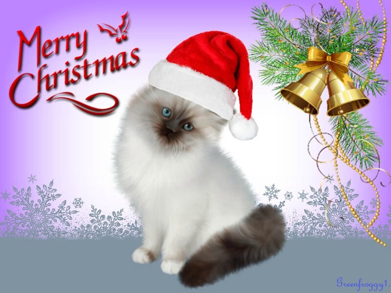 Fluffy Cat in Santa Hat — Purple