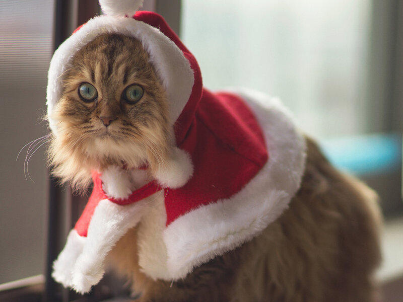 Fluffy Cat in Santa Hat — Red, Calm, Afternoon
