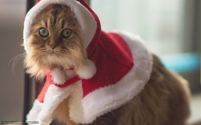 Fluffy Cat in Santa Hat — Red, Calm, Photograph, Santa Costume
