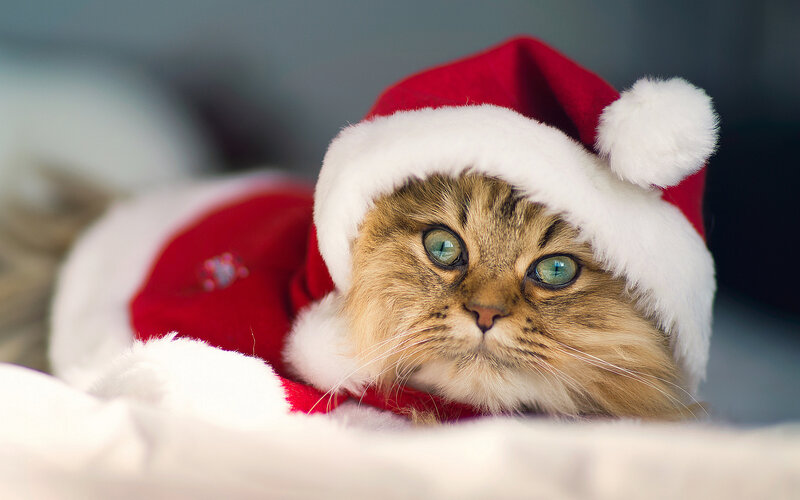 Fluffy Cat in Santa Hat — Red, Calm, Winter, Photograph, Santa Hat