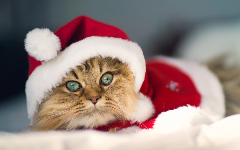 Fluffy Cat in Santa Hat — Red, Calm, Winter, Photograph