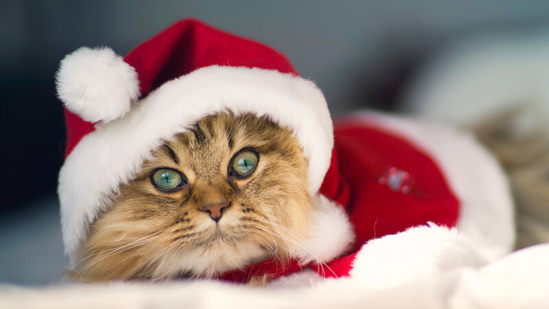 Fluffy Cat in Santa Hat — Red, Calm, Winter