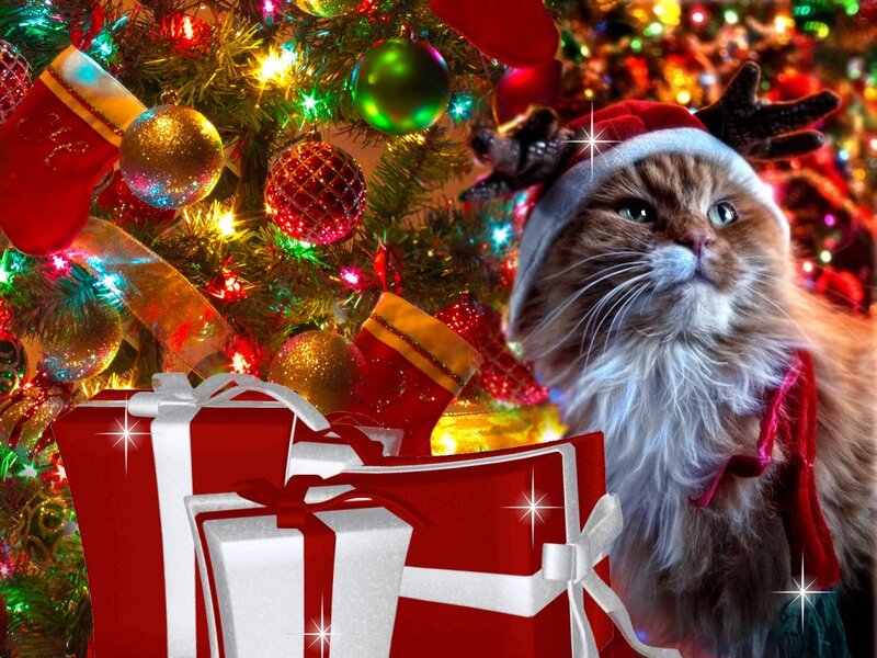 Fluffy Cat in Santa Hat — Red, Festive