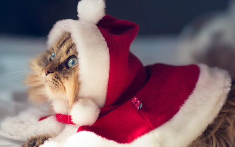 Fluffy Cat in Santa Hat — Red, Festive, Winter
