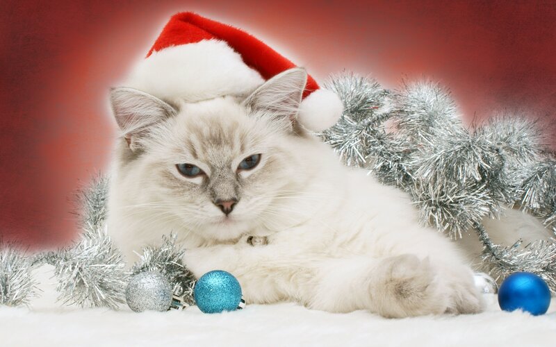 Fluffy Cat in Santa Hat — Red