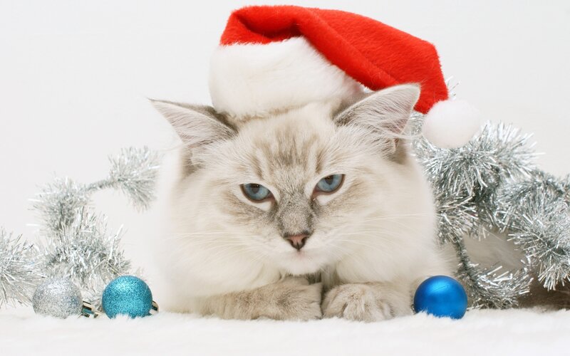 Fluffy Cat in Santa Hat