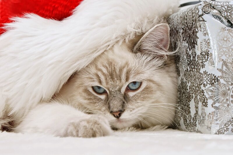 Fluffy Cat in Santa Hat — White, Calm