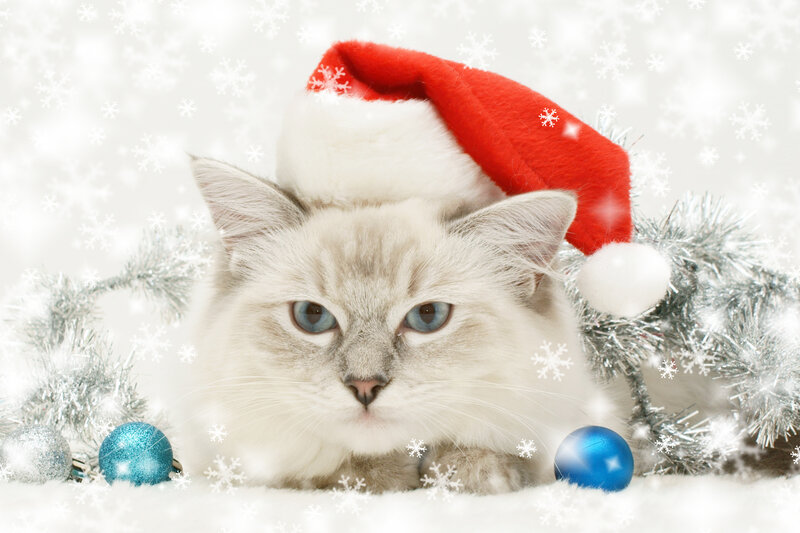 Fluffy Cat in Santa Hat — White, Festive