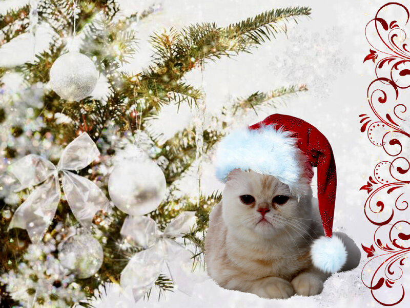 Fluffy Cat in Santa Hat — White, Festive, Winter, Photograph