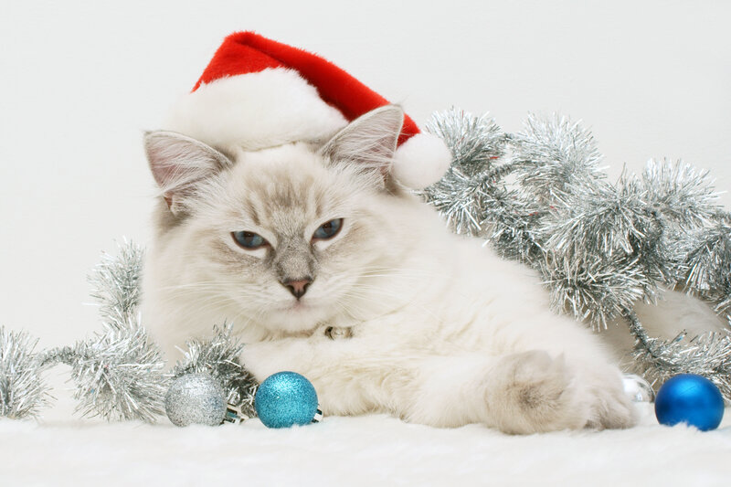 Fluffy Cat in Santa Hat — White, Festive, Winter