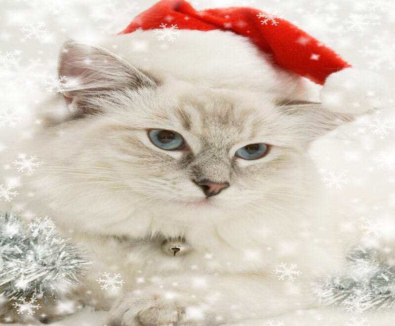 Fluffy Cat in Santa Hat — White