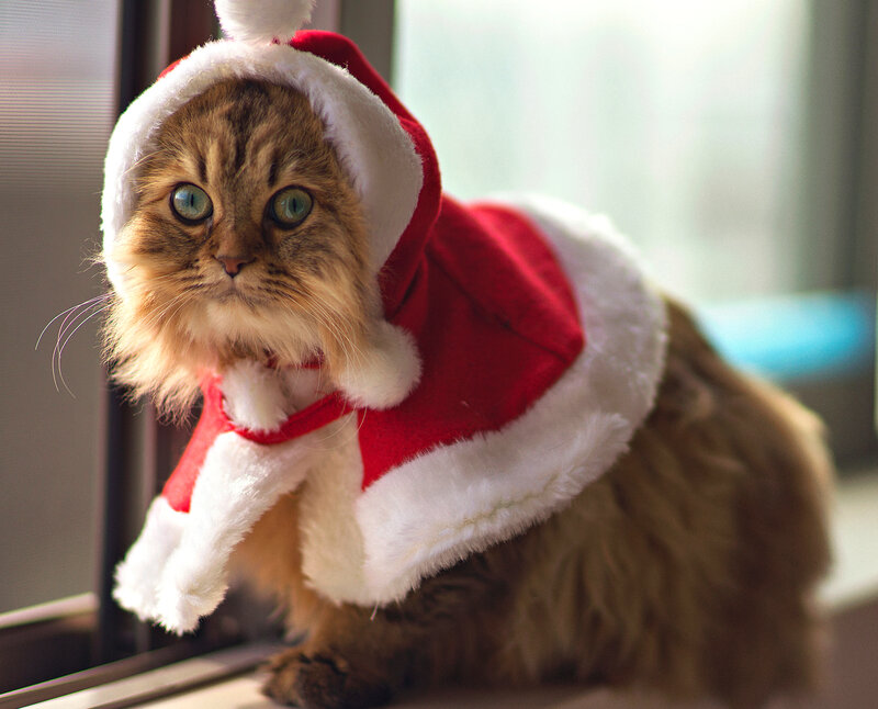 Fluffy Cat in Santa Outfit — Red