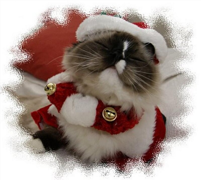 Fluffy Cat in Santa Outfit