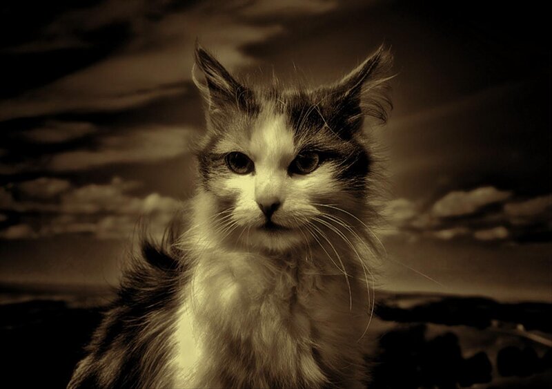 Fluffy Cat in Sepia