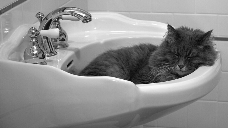 Fluffy Cat in Sink — Black