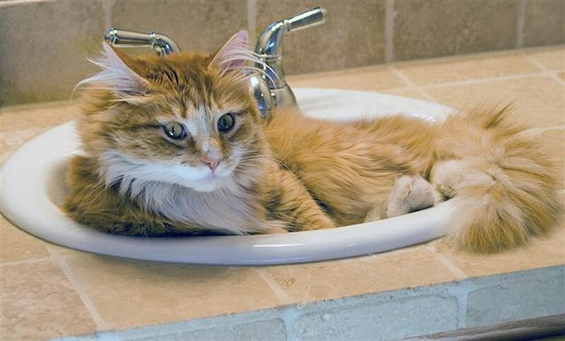 fluffy cat in sink