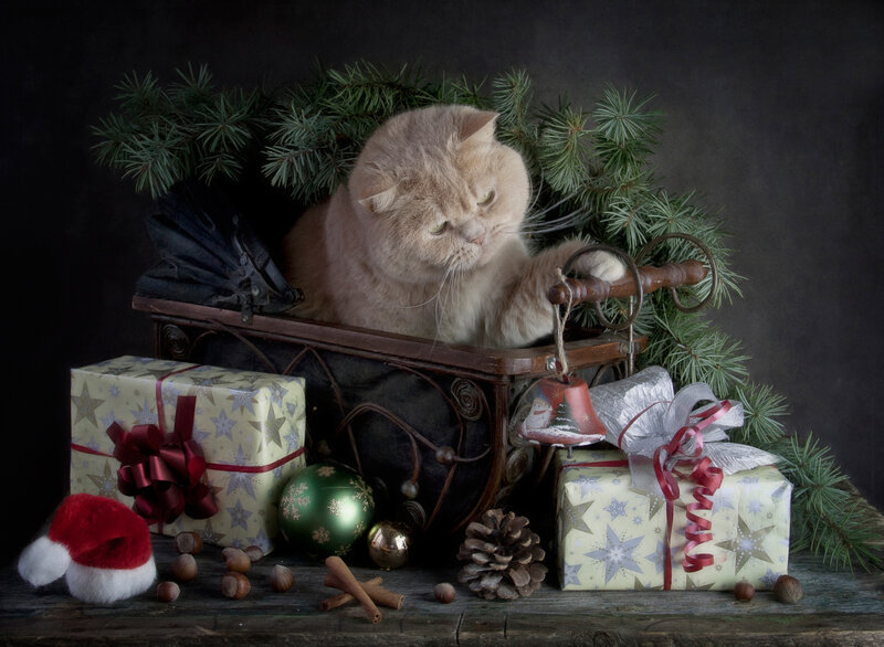 Fluffy Cat in Sleigh
