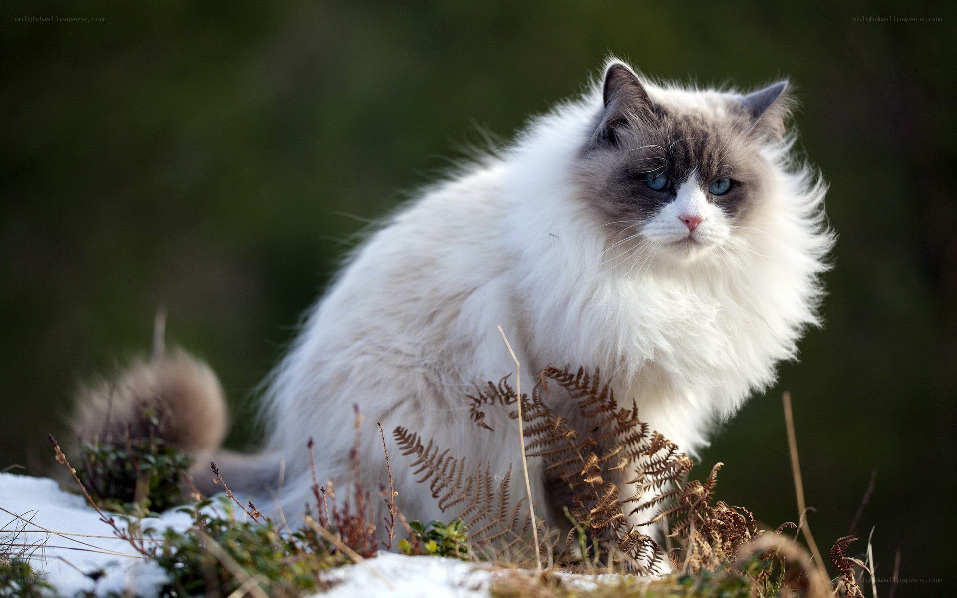 fluffy cat in snow