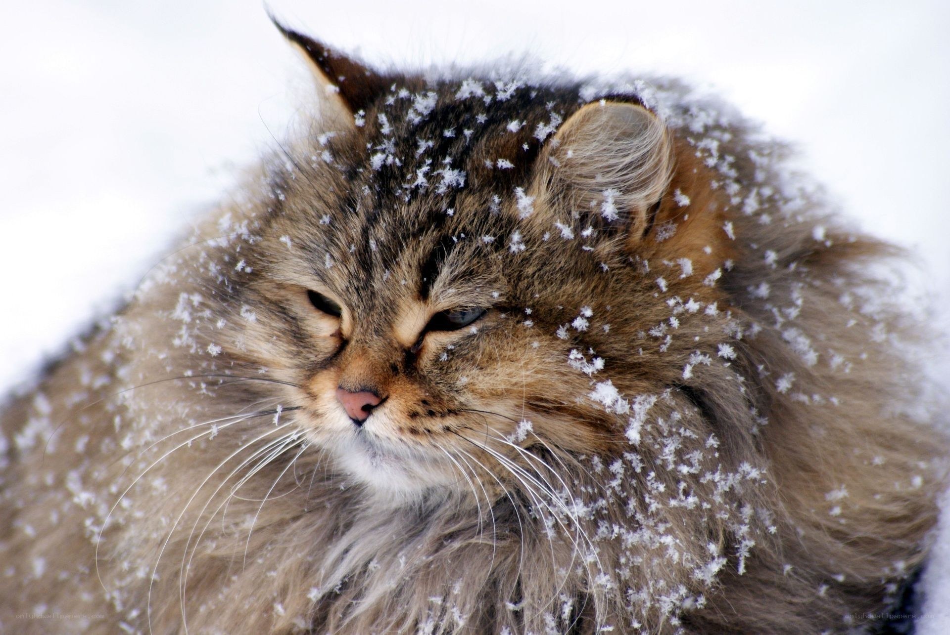 fluffy cat in snow