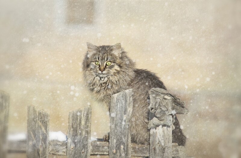 Fluffy Cat in Snow — Brown, Calm