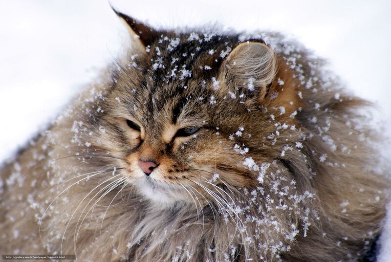 Fluffy Cat in Snow — Brown, Calm, Winter