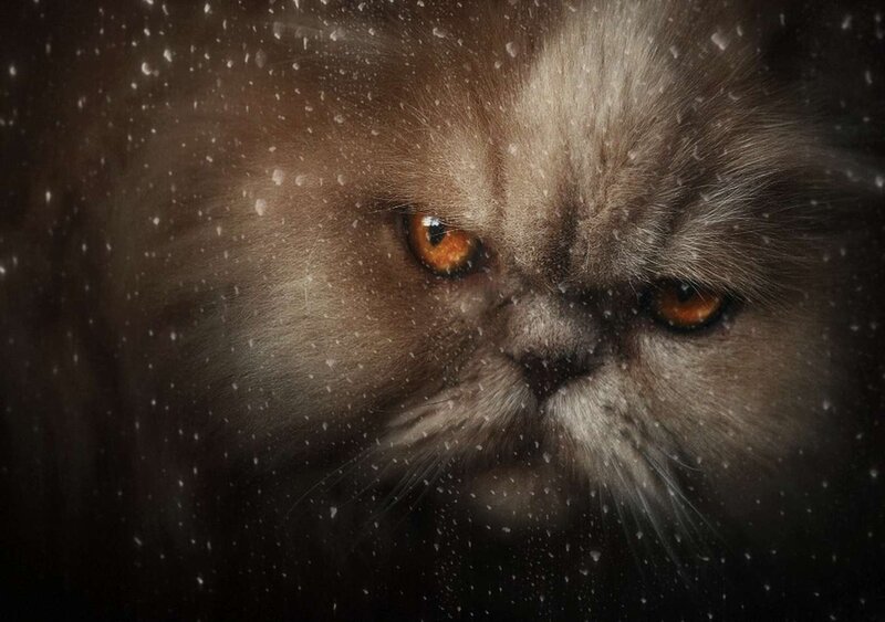 Fluffy Cat in Snow — Brown, Dramatic