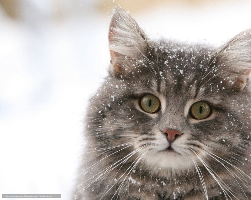 Fluffy Cat in Snow — Gray, Calm