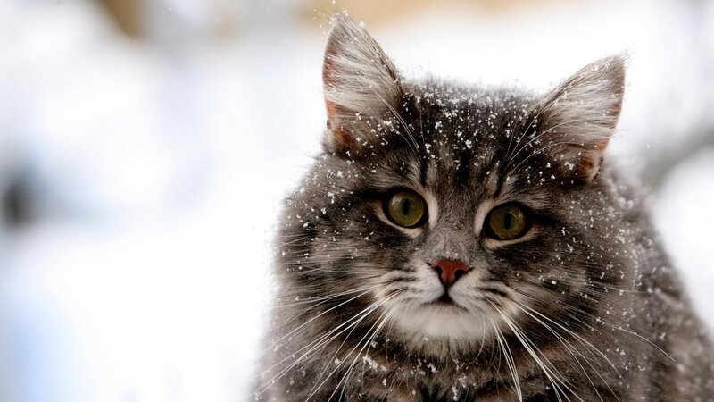 Fluffy Cat in Snow — Gray, Calm, Winter, Photograph