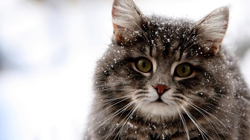 Fluffy Cat in Snow — Gray, Calm, Winter, Photograph, Whiskers