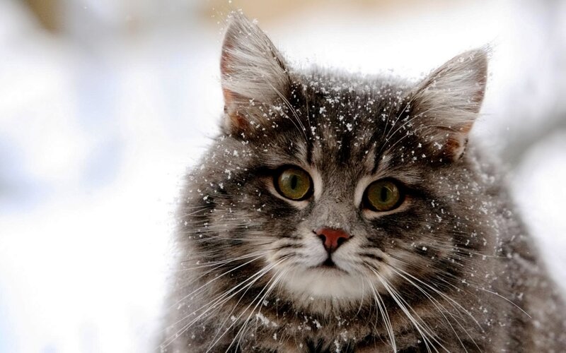 Fluffy Cat in Snow — Gray, Calm, Winter
