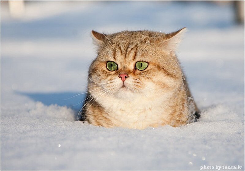 Fluffy Cat in Snow — White, Calm