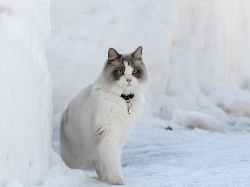 Fluffy Cat in Snow — White, Calm, Winter, Photograph, Collar