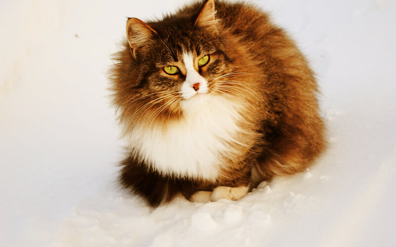 Fluffy Cat in Snow — White, Calm, Winter, Photograph