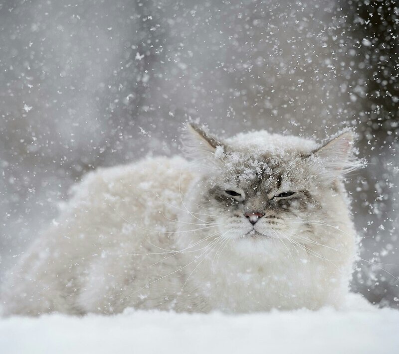 Fluffy Cat in Snow — White, Calm, Winter, Photograph, Whiskers