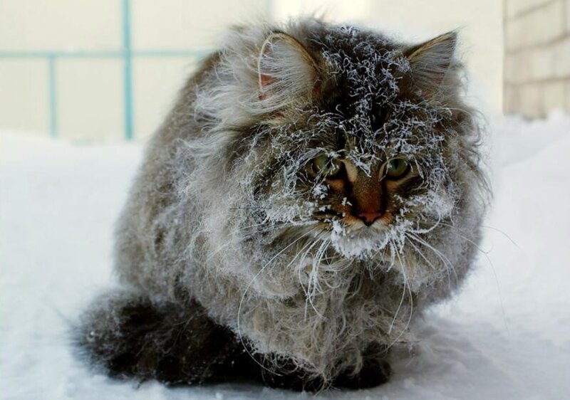 Fluffy Cat in Snow — White, Cold