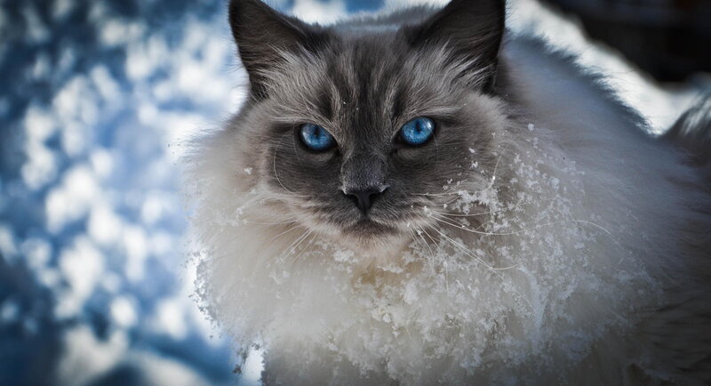 Fluffy Cat in Snow — White, Cold, Winter, Photograph