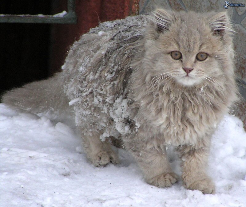 Fluffy Cat in Snow — White, Cold, Winter