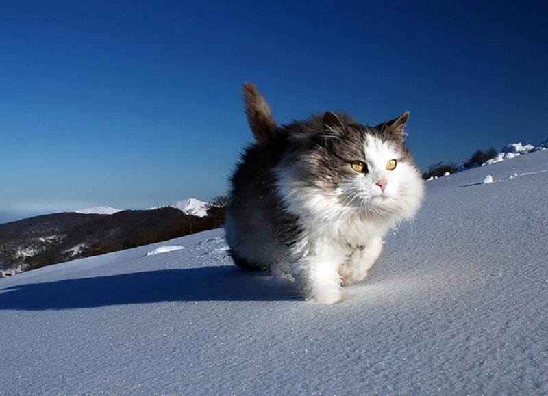 Fluffy Cat in Snow — White, Dramatic