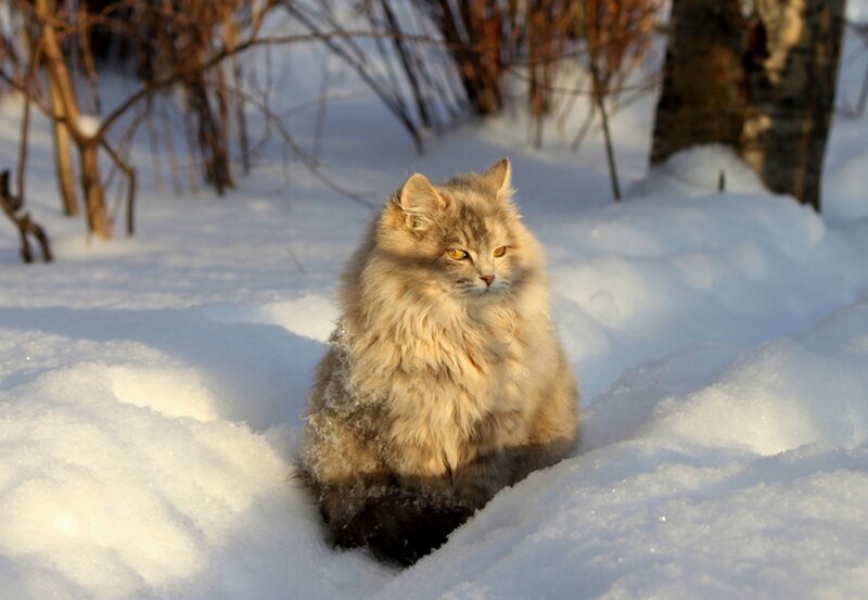 Fluffy Cat in Snow — White, Serene