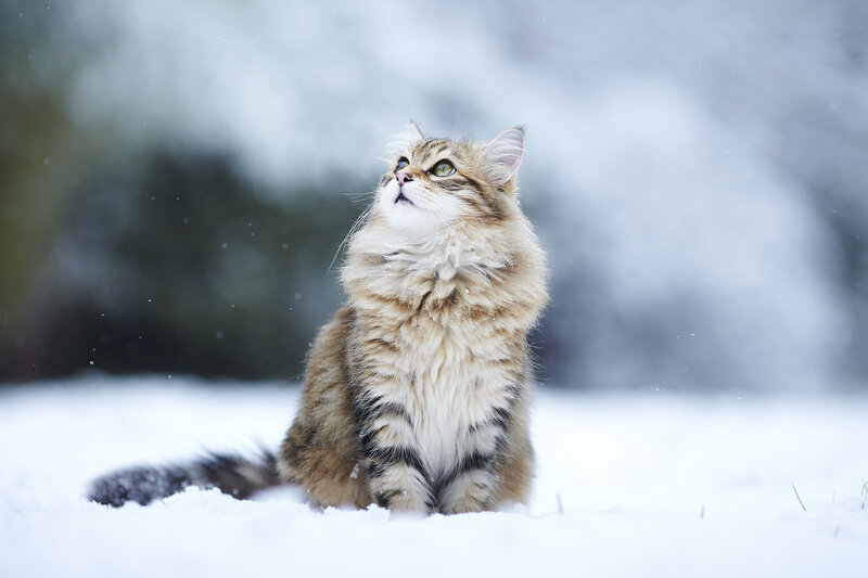 Fluffy Cat in Snow — White, Serene, Winter