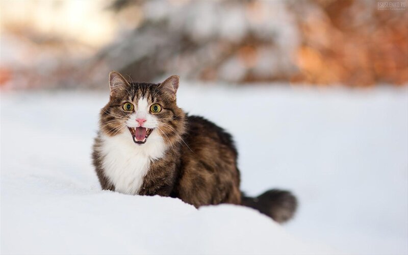 Fluffy Cat in Snow — White, Surprised
