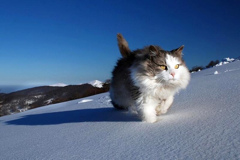 Fluffy Cat in Snow — White