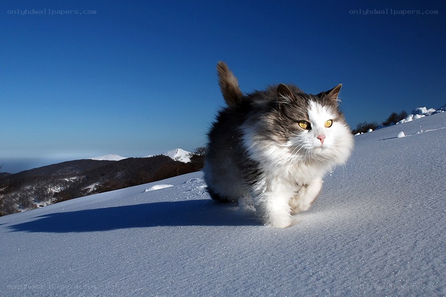 fluffy cat in snowy landscape