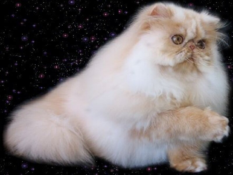 Fluffy Cat in Space