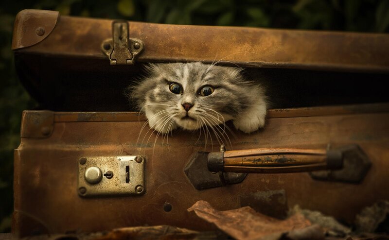 Fluffy Cat in Suitcase — Brown