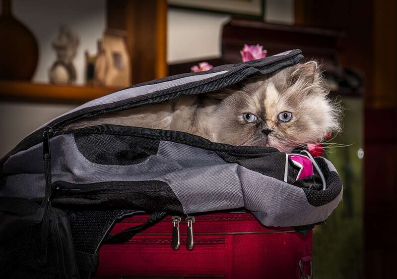 Fluffy Cat in Suitcase